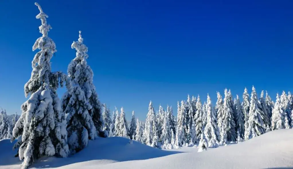 Pristine, untouched snowy landscape with evergreen trees.